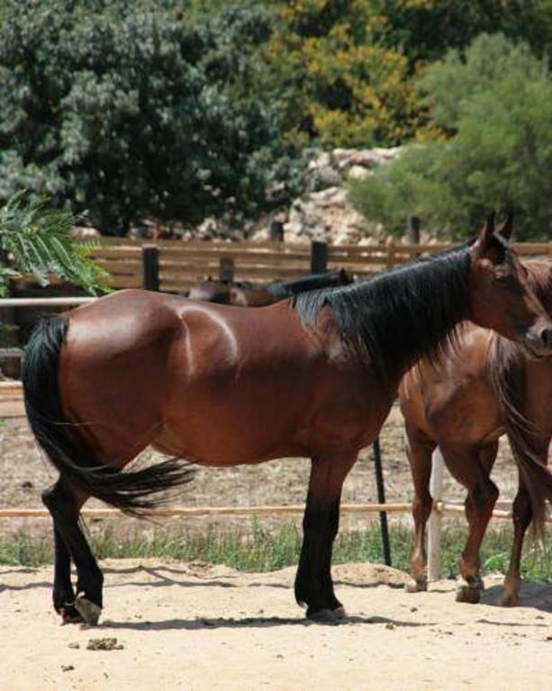 Vered Hagalil Holiday Village Hotel Chorazim ภายนอก รูปภาพ